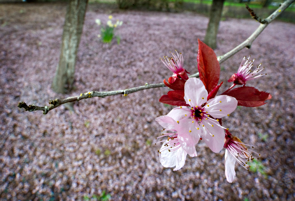 Robin Loznak Photography Spring Showers 