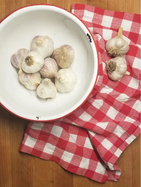 bowl of garlic bulbs