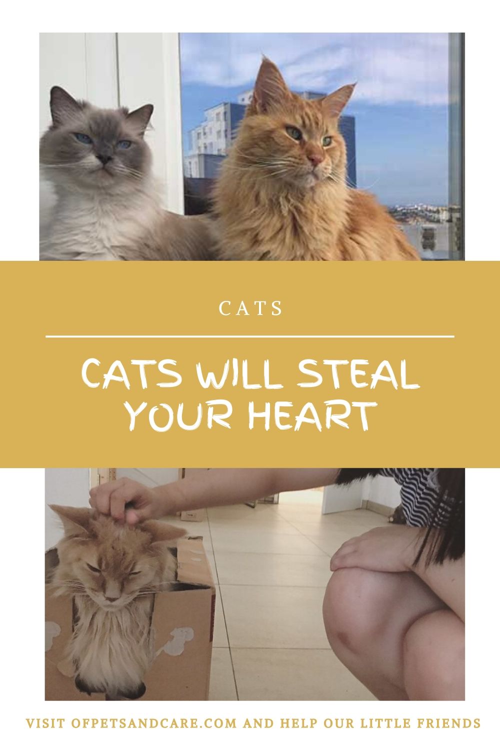 Cats Will Steal Your Heart, 