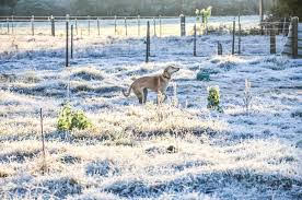 A foto mostra a neve no campo ao amanhecer e já congelada na Região Sul do Brasil. A foto mostra a neve no campo ao amanhecer e já congelada na Região Sul do Brasil.