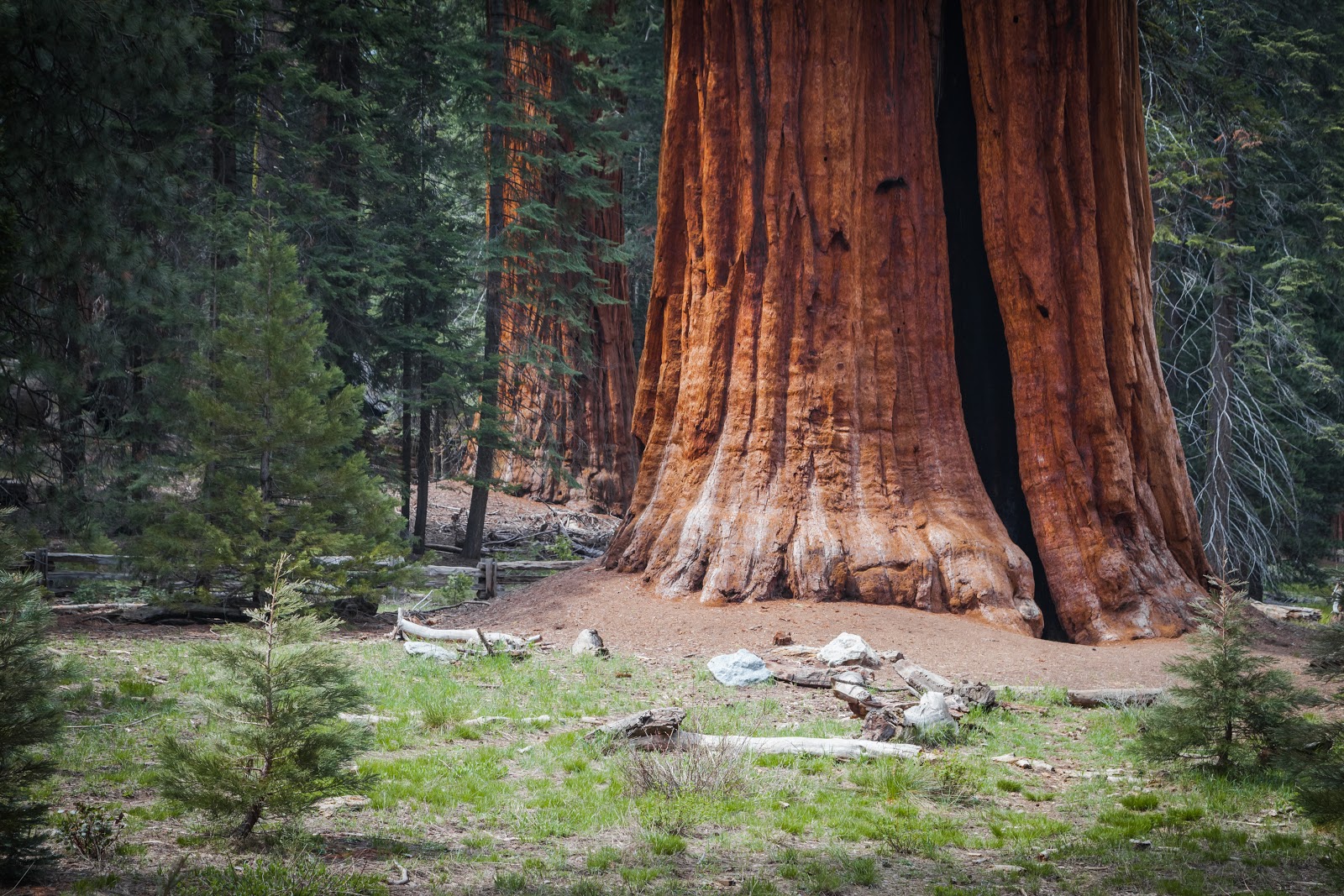 Самые большие дерево фото. Парк Секвойя Калифорния. Национальный парк Секвойя США. Секвойядендрон гигантский Мамонтово дерево. Национальный парк Секвойя в Калифорнии.