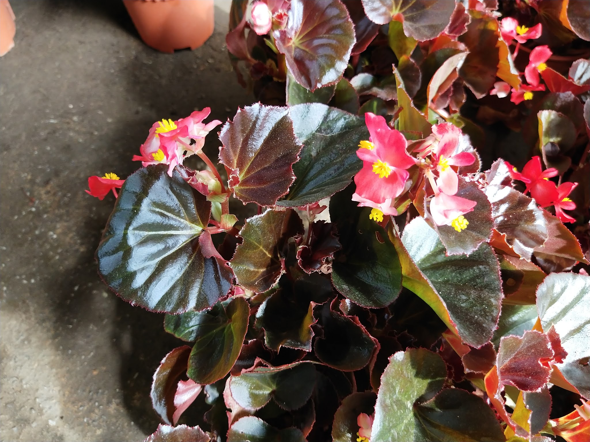 Garden Chronicles Begonia Semperflorens Red Wax Begonia