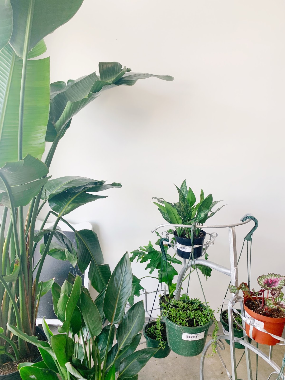 My Favorite New BlackOwned Plant Shop in AtlantaArea A