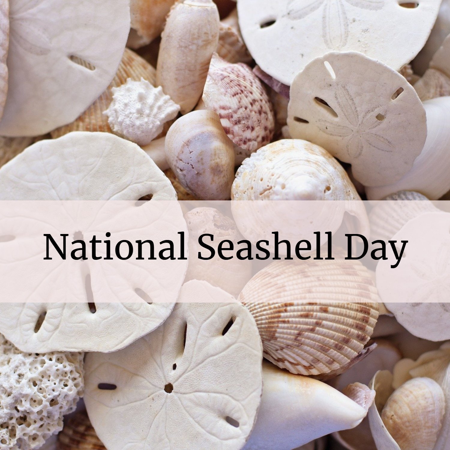 Holidays Big and Small National Seashell Day