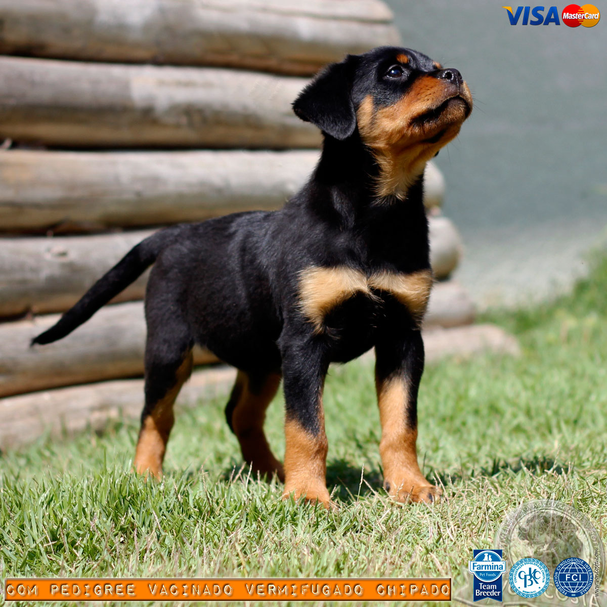 Filhote de Rottweiler