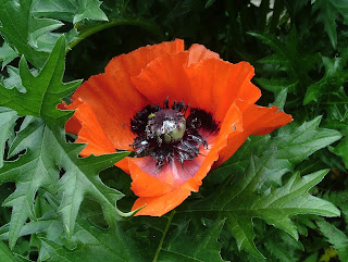 Poppy flower