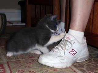 cat shoe laces