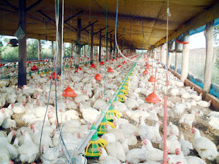 Chicken  farm business,  poultry