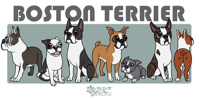 boston terrier cartoon caricature dog puppy digital illustration art drawing