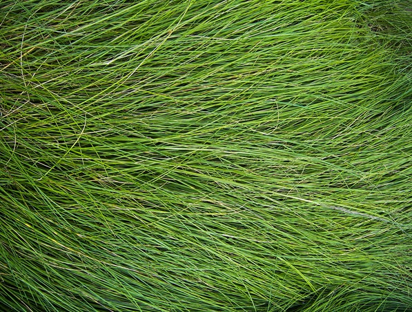 Long_Grass___Texture_by_Starna