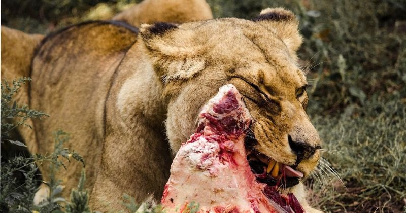 The first animals were most likely predators | The Planet Today News