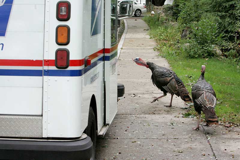 Nothing To Do With Arbroath Postal worker trapped in truck by wild