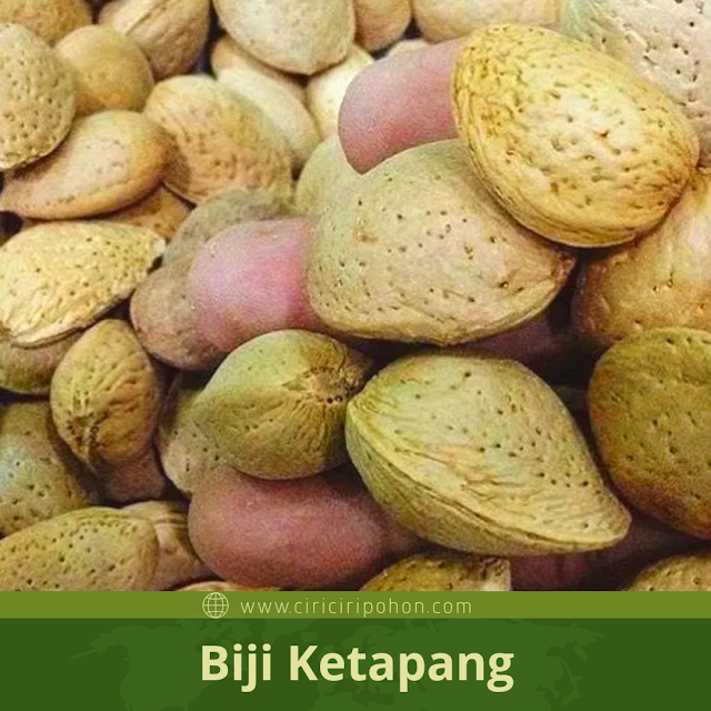 Ciri Ciri Biji Pohon Ketapang