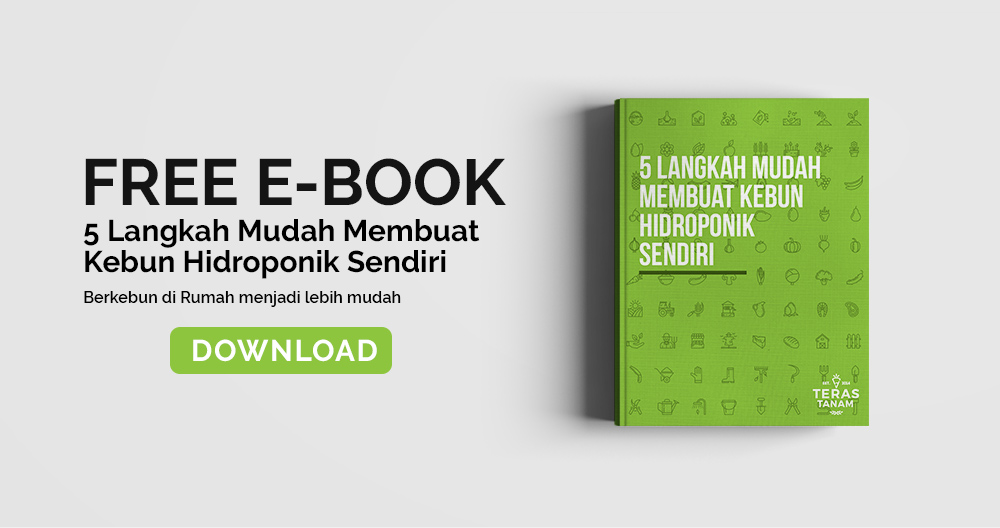 Macam - Macam Sawi, Ada Yang Tau Lagi ? ~ Teras Tanam