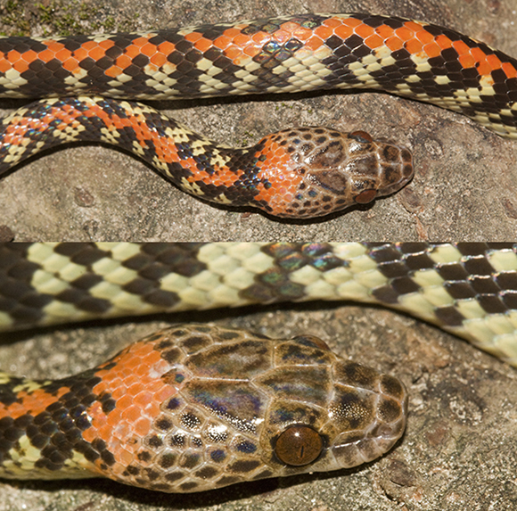 The Herpetology of Trinidad and Tobago Checkeredbellied Snake