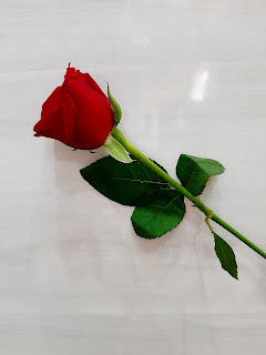 rose image