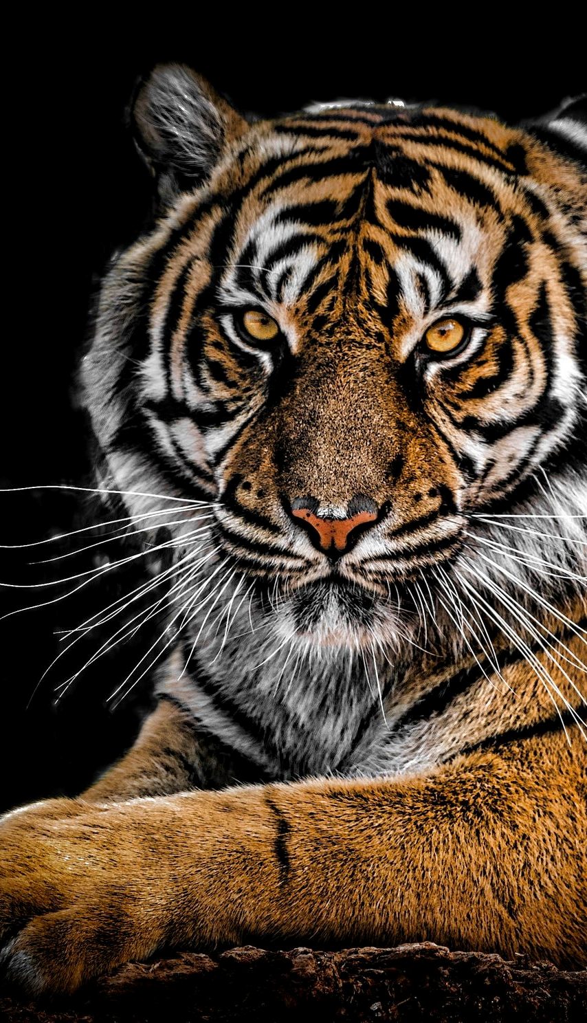 Majestic tiger.