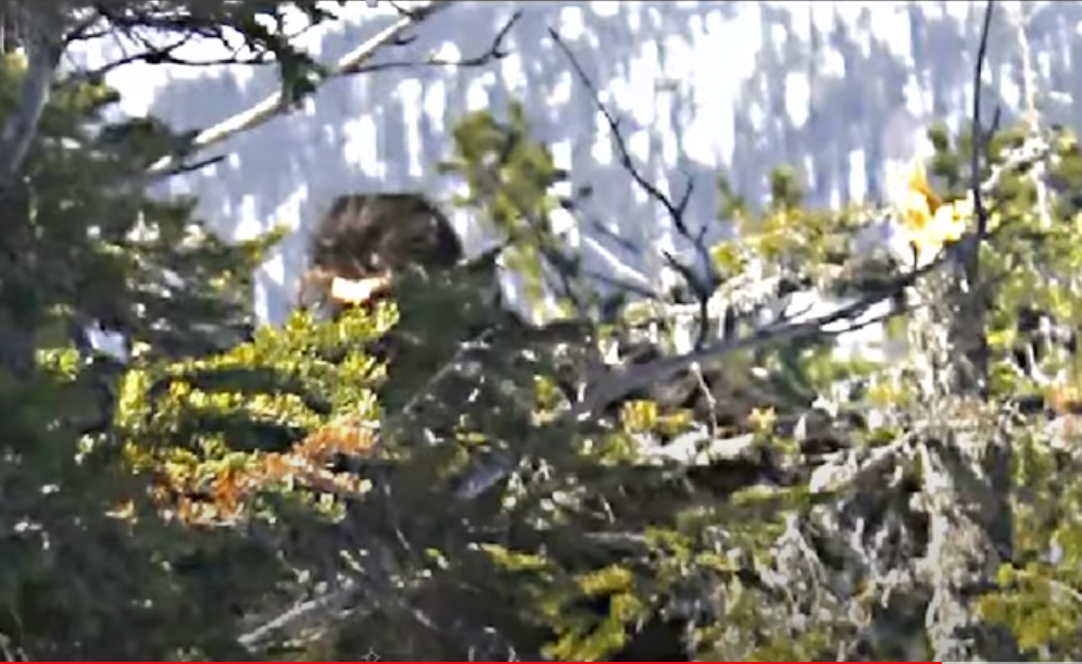 RMSO Bigfoot National News Washington Bigfoot Thermal & Utah Sasquatch