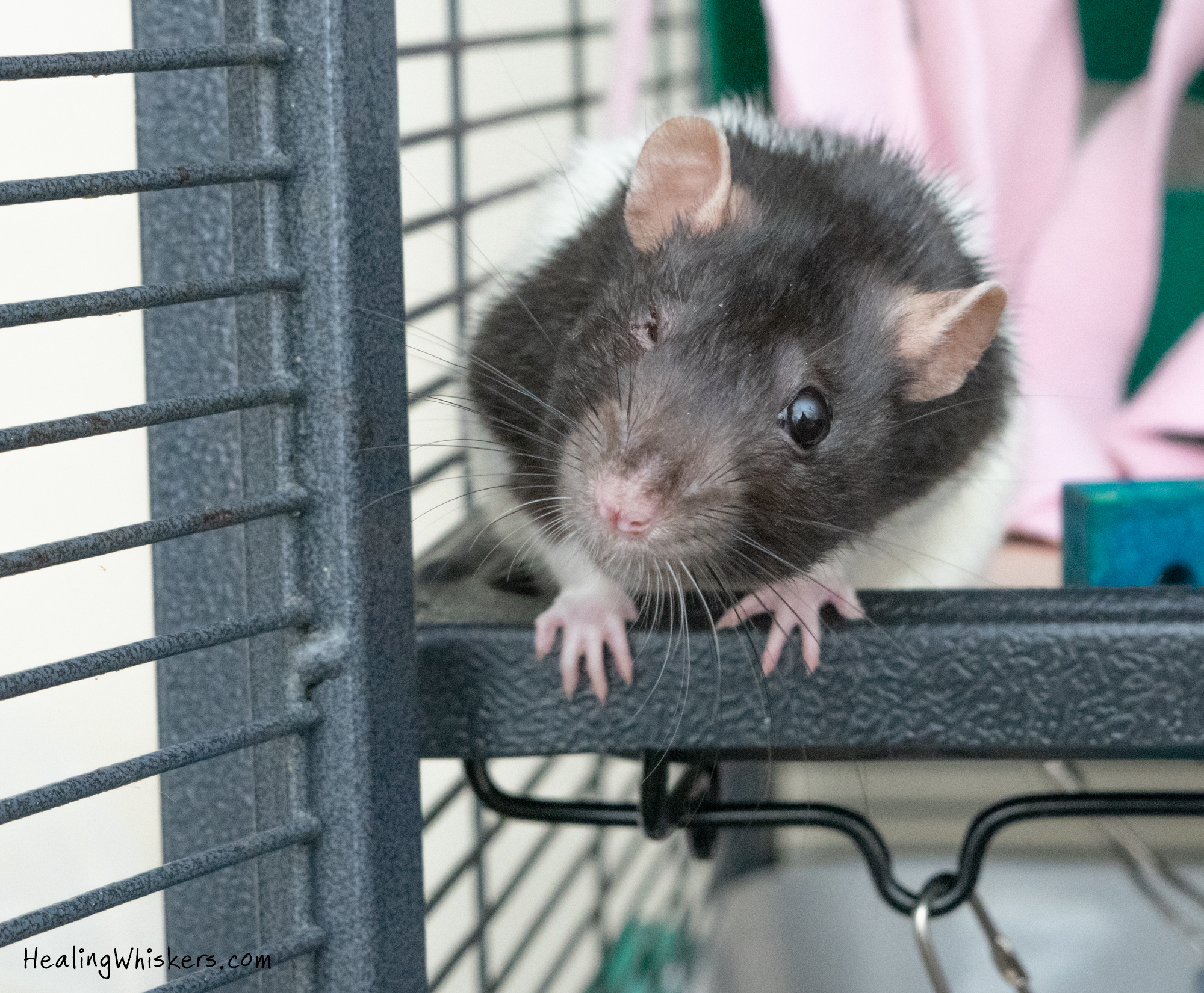 How to Keep Your Rat Cage Smelling Lovely - PetHelpful