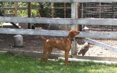 peter sideris vizsla