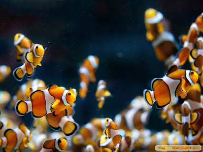 Clown Fish Pics