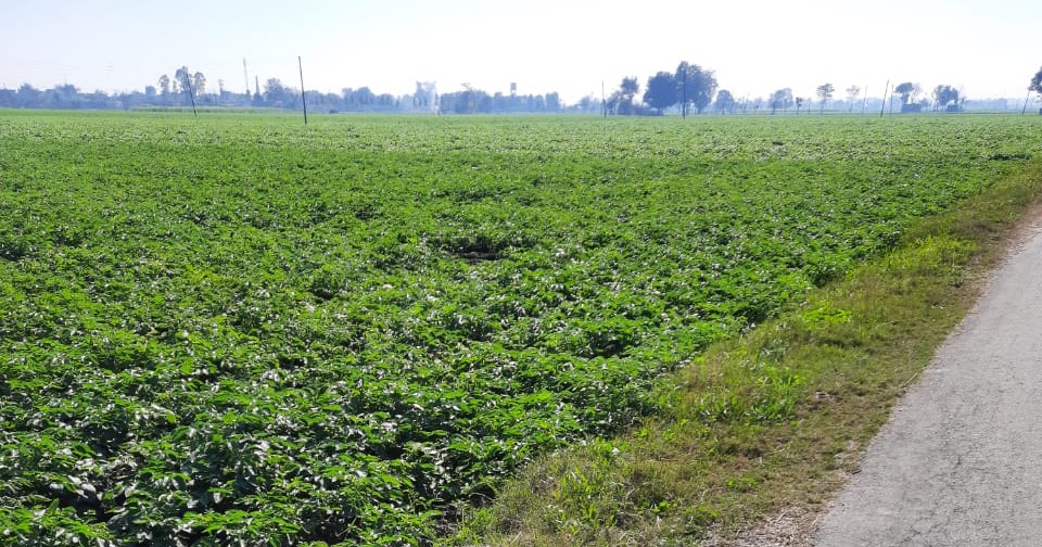 benipal property advisor agricultural land for sale in samrala(ludhiana)
