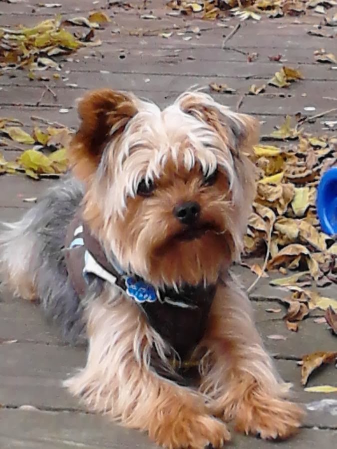 Pure Bred CKC Male Yorkie in Michigan Puppies For Sale