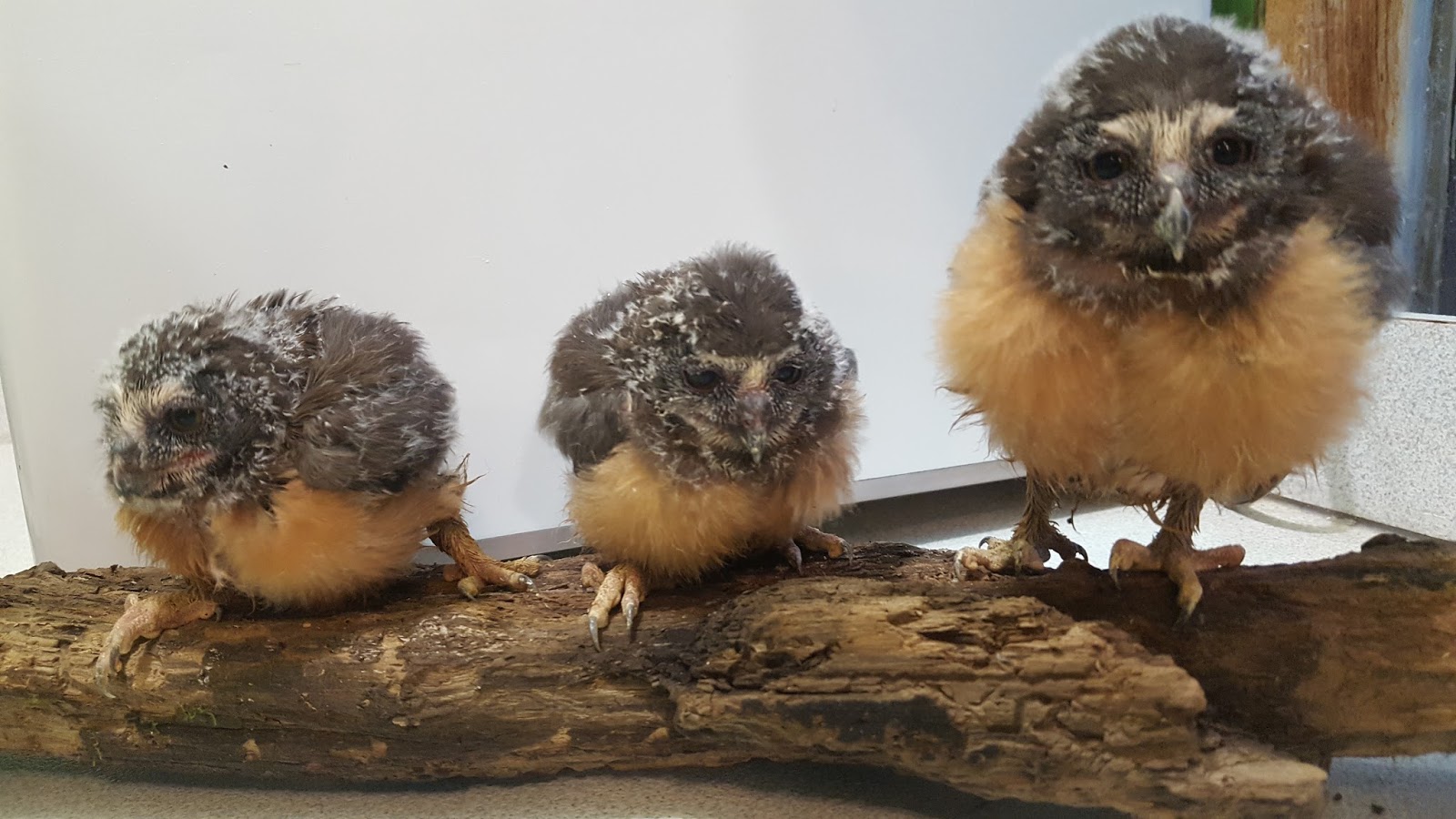 saw whet owl call saw whet owl call