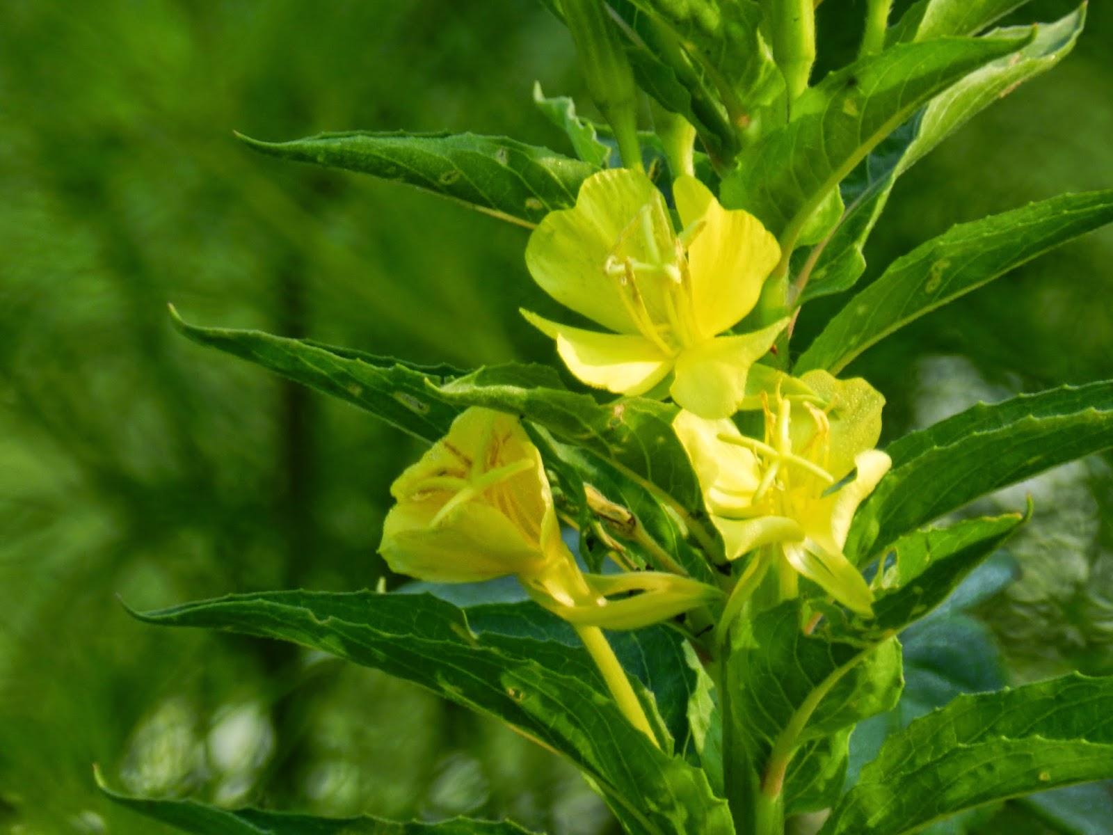 Yellow Flower Weed Identification