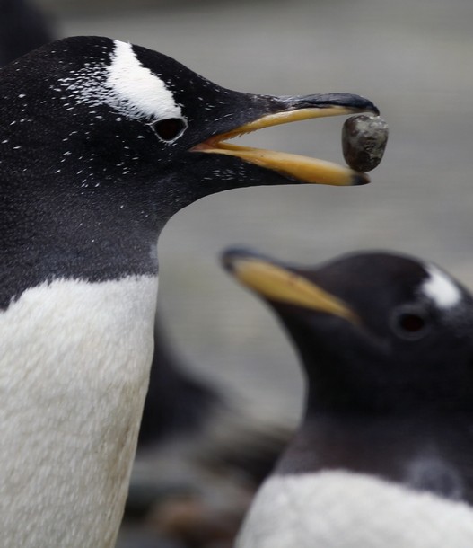 Gentoo penguins begin the breeding season at Edinburgh Zoo ~ Animal news