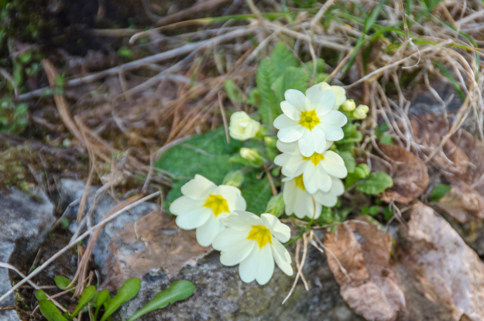 Cowslip flower (Primula veris) an excellent remedy for bronchitis