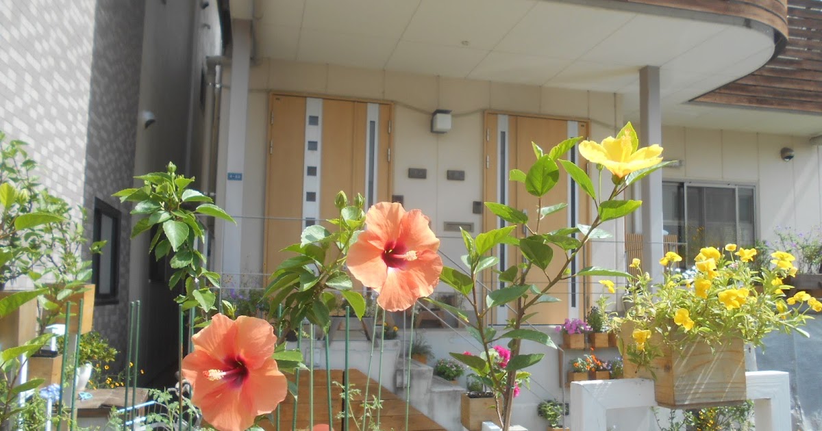 ステージガーデニング ロングライフハイビスカスの花の寿命