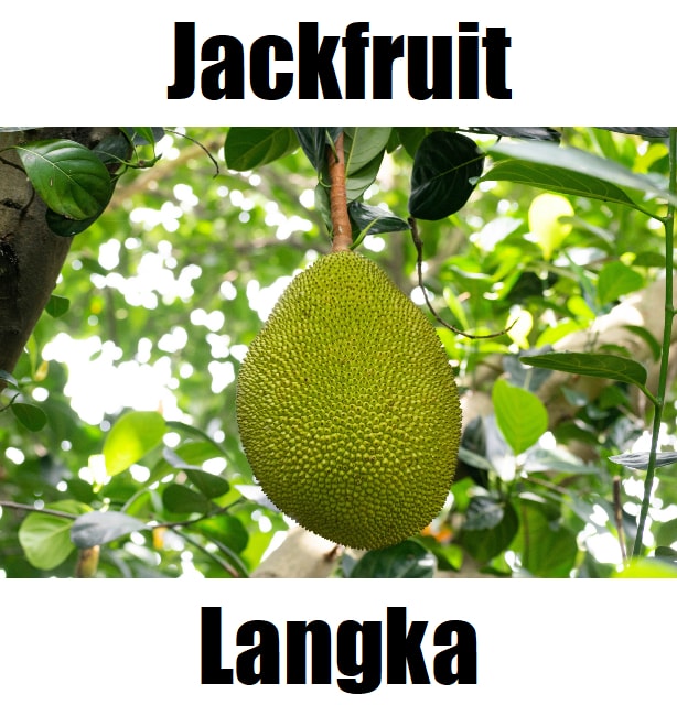 Jackfruit in Tagalog