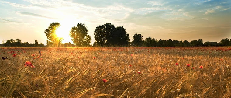 Papaveri e grano