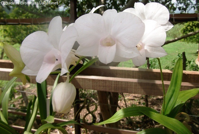 ORQUÍDEAS * BROMÉLIAS: 56 - Orquídea: Denphal alba