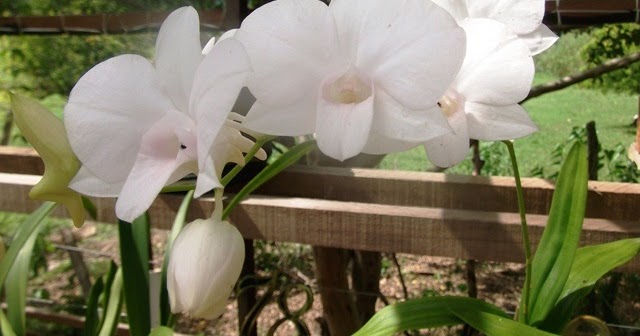 56 - Orquídea: Denphal alba - ORQUÍDEAS * BROMÉLIAS
