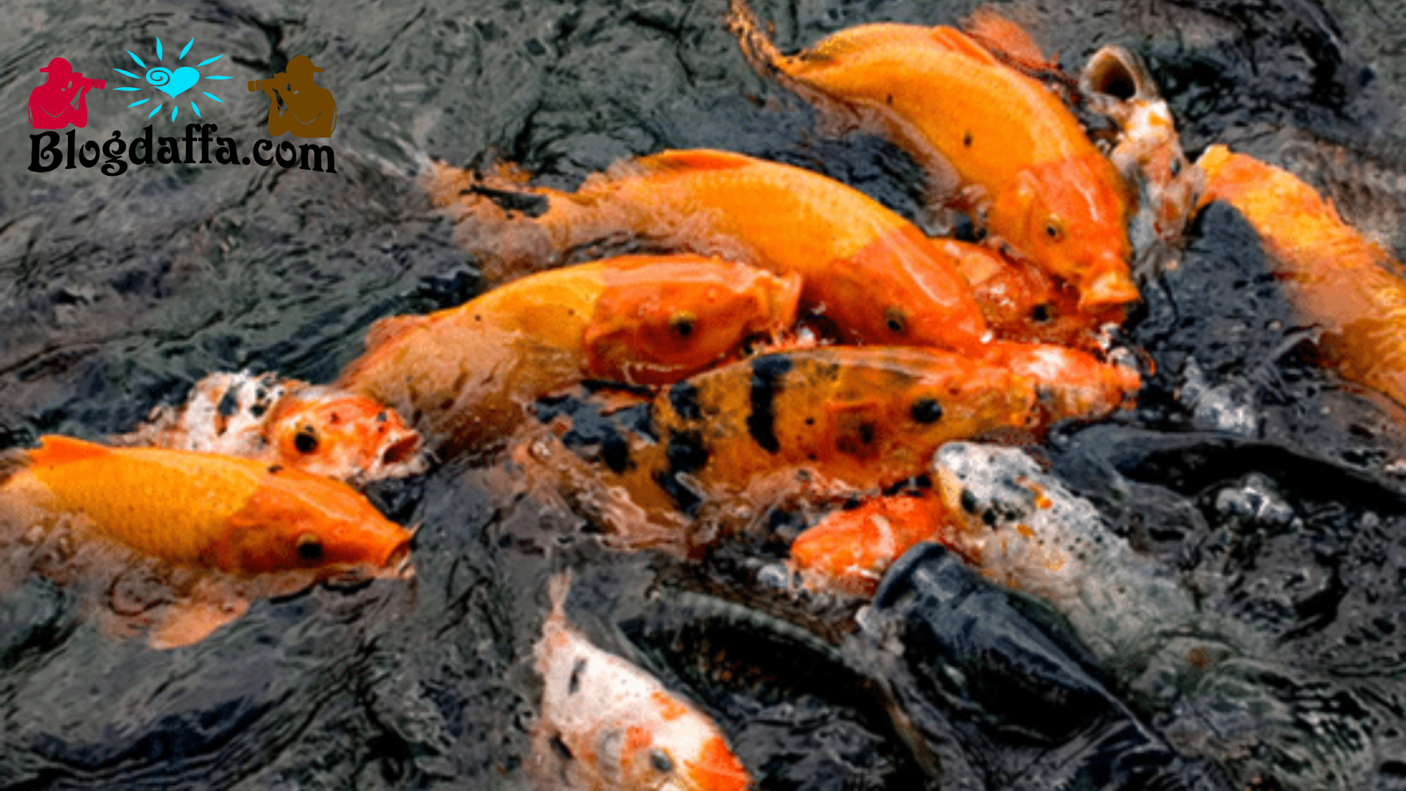 4 Cara Mudah Budidaya Ikan Mas Untuk Pemula Peluang Usaha Yang Sangat Menguntungkan Loh Blogdaffa Com