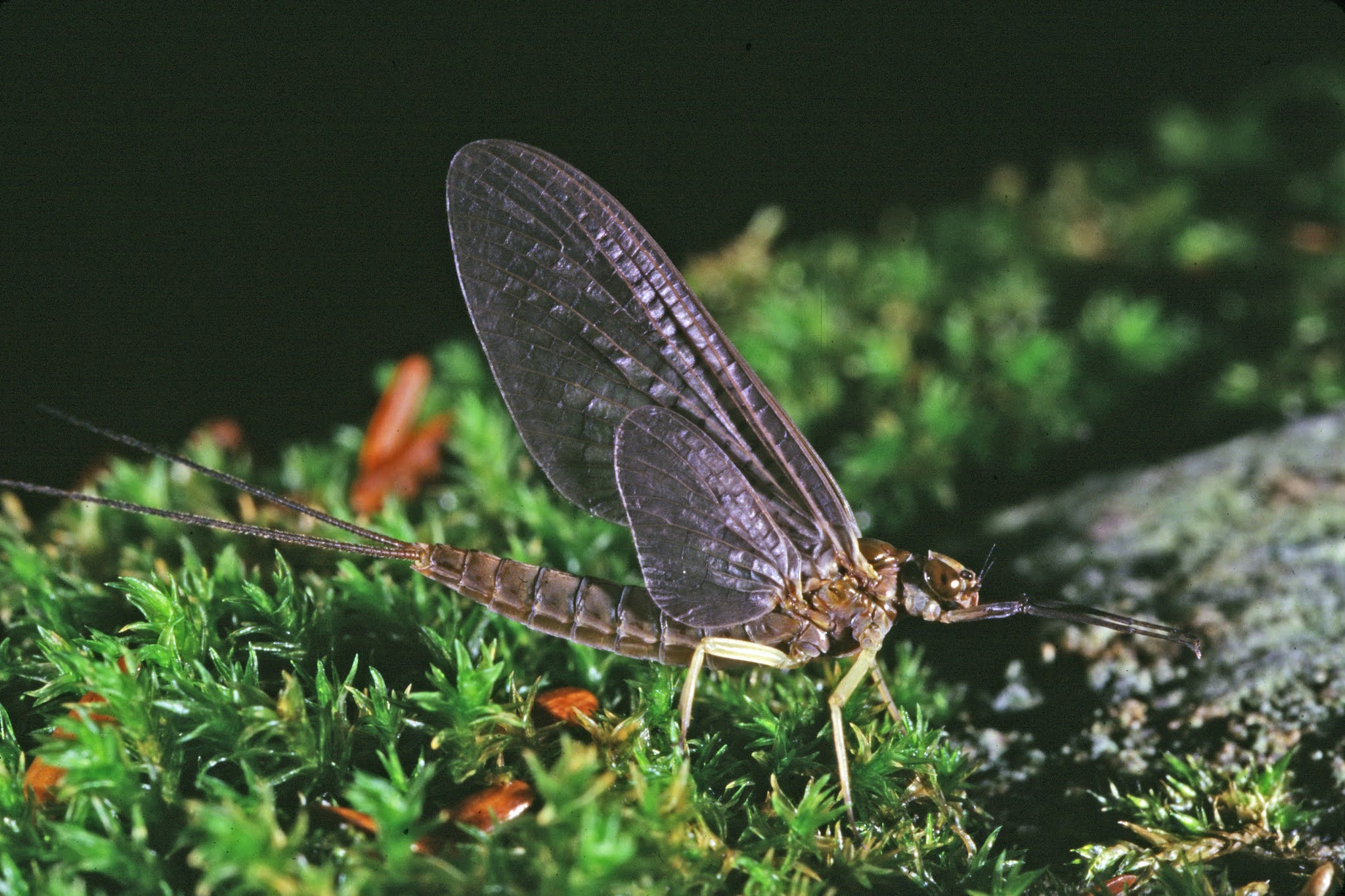 Mayfly ID...Quill Gordon? | Pennsylvania Fly Fishing