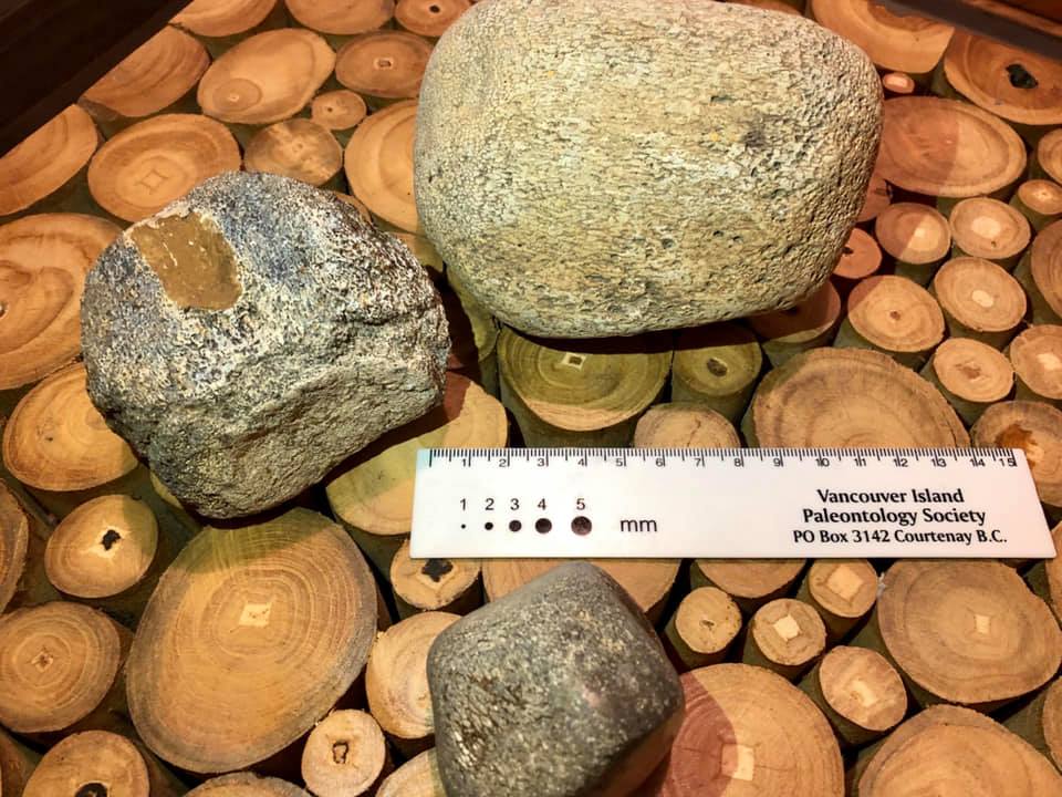 FOSSIL HUNTRESS CETACEANS OF WASHINGTON STATE