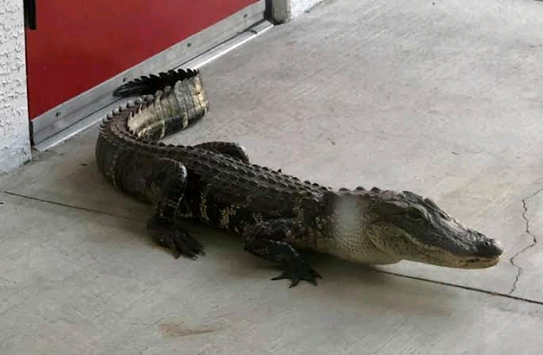 Alligator visits fire station in Florida