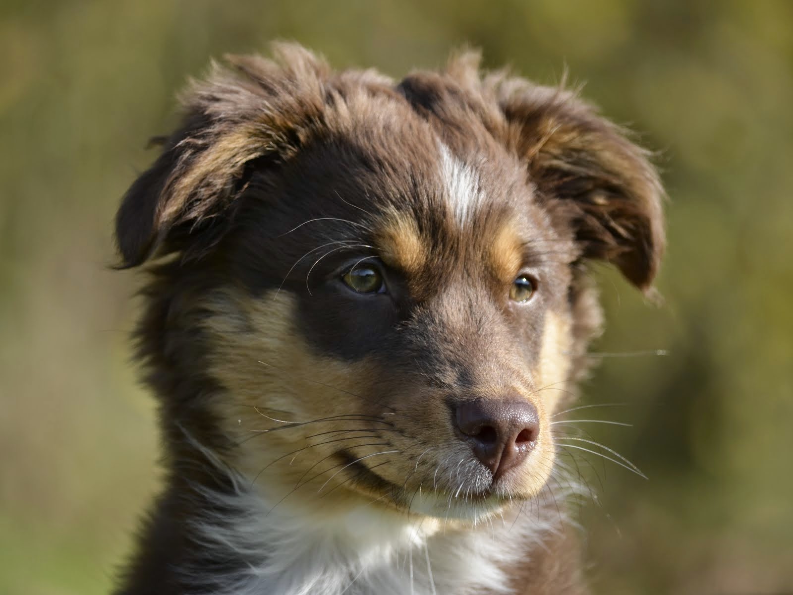 Fätorpets Månviol - Juli