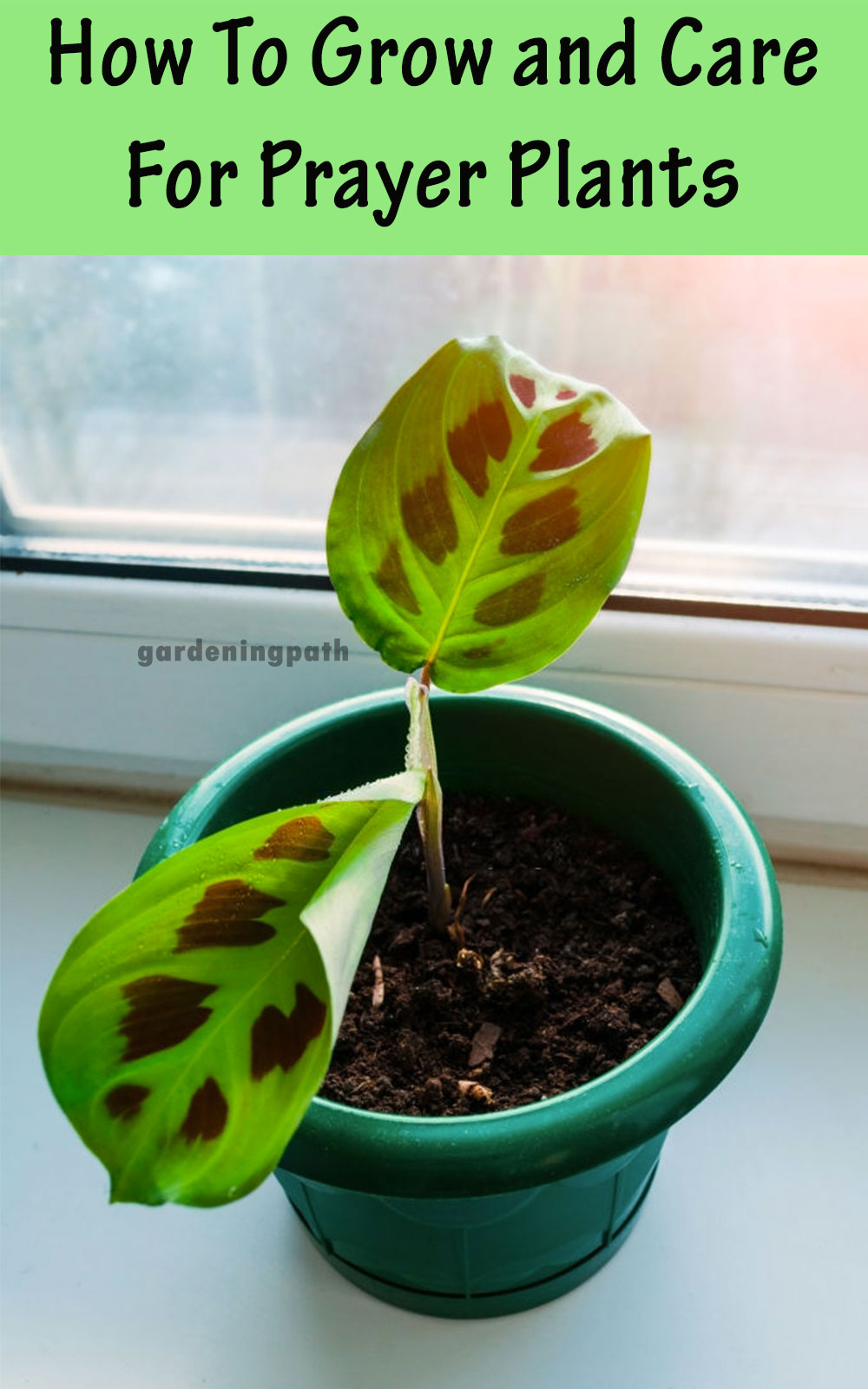 How To Grow and Care For Prayer Plants