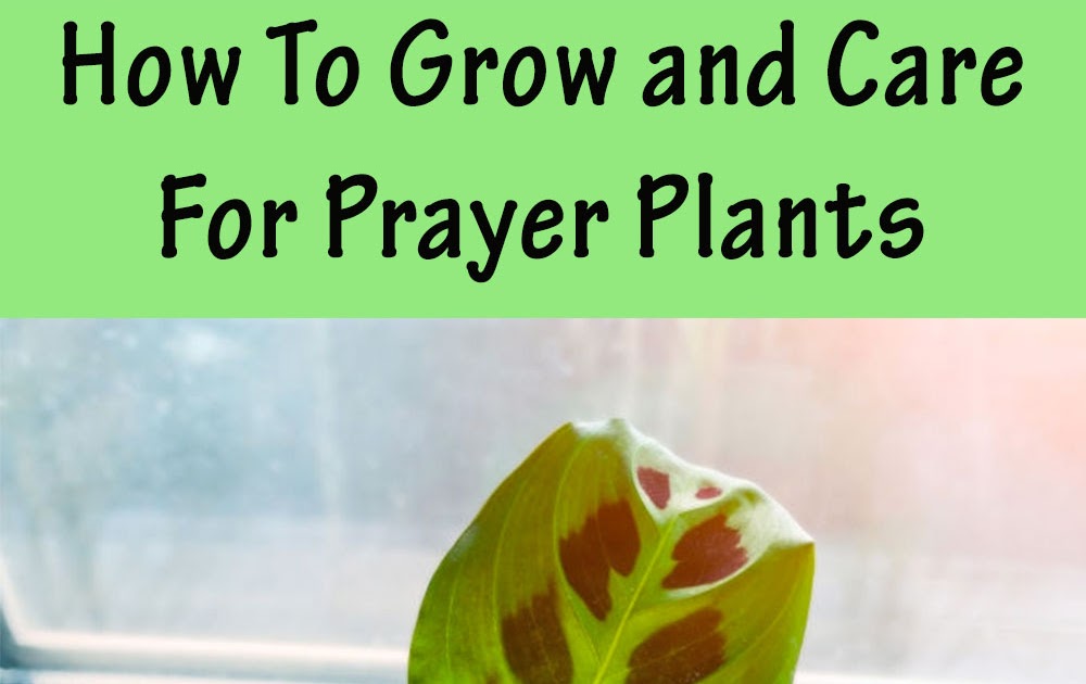 How To Grow and Care For Prayer Plants