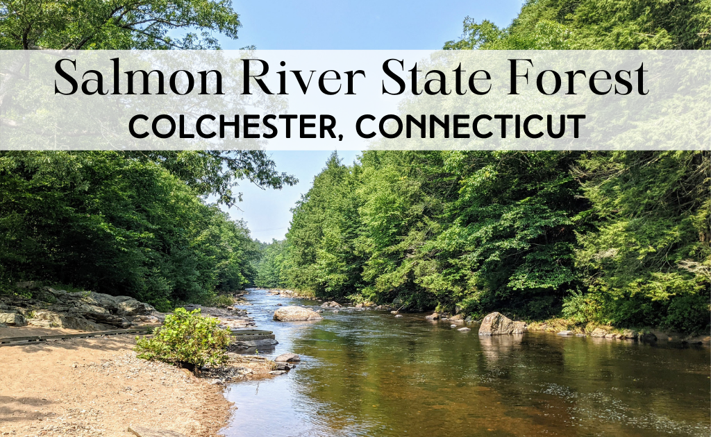 Katie Wanders Salmon River State Forest Colchester, CT