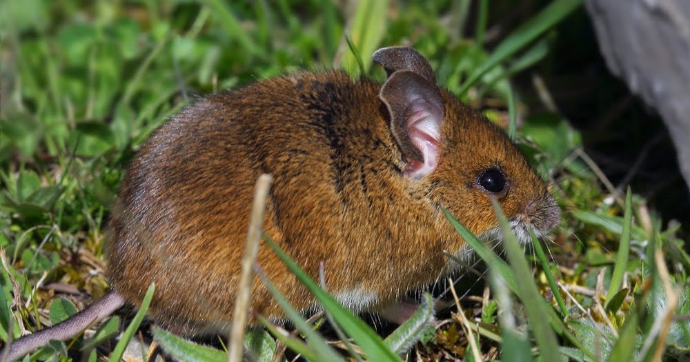 Miradas Cantábricas Ratón de campo (Apodemus sylvaticus) Miradas Cantábricas Ratón de campo (Apodemus sylvaticus)