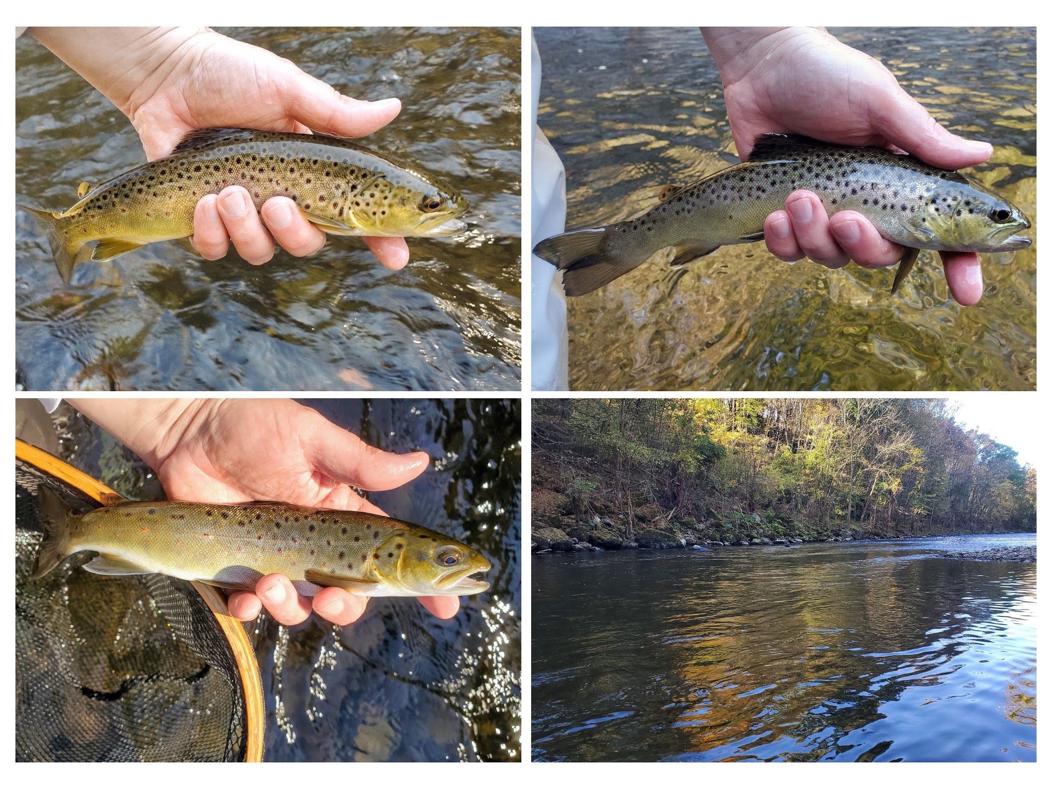 Sick Days Fishing October 20, 2021 Had to Go Small Eventually