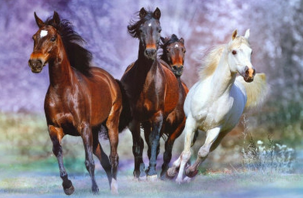 Pinturas Arte Oleos De Caballos Pinturas Caballos