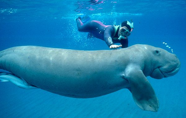 Dugong Si Sapi Laut Yang Terancam Punah