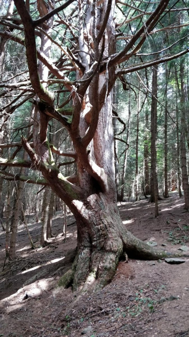 forni di sopra estate cosa vedere