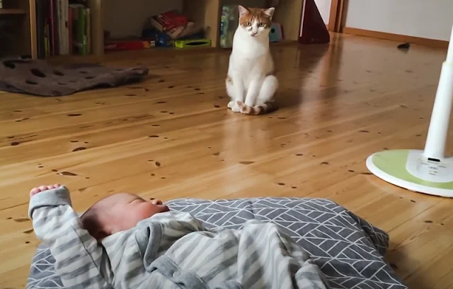 Family cat retreats to a safe distance from baby as the baby moves after being sniffed by the cat